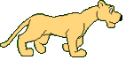 Gif animé lionne